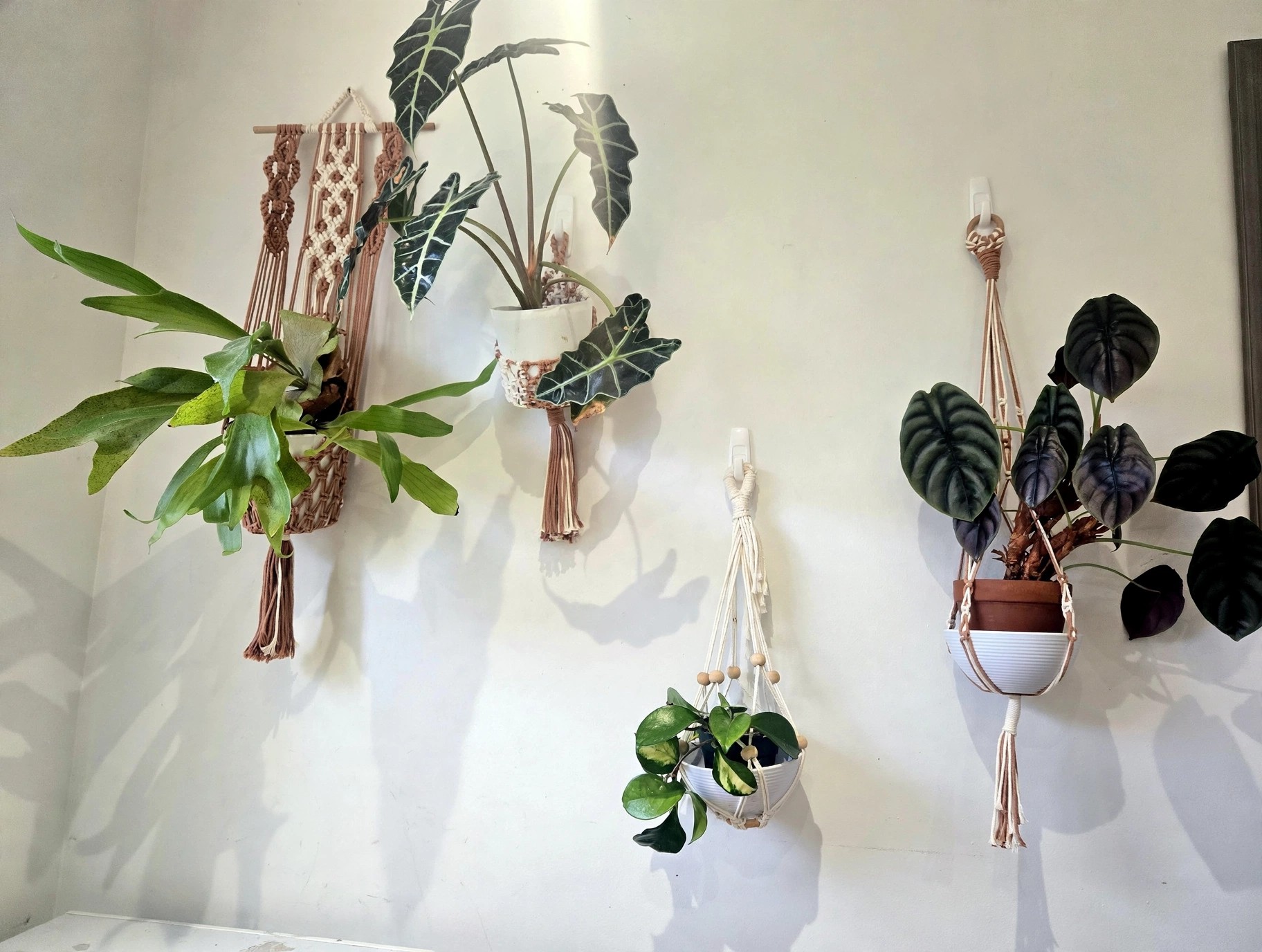 Plant Hangers
